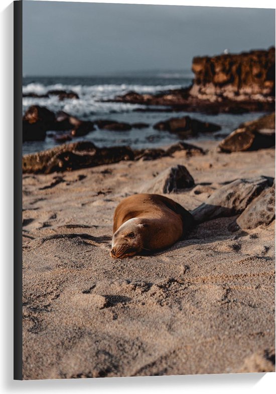 Canvas  - Rustende Zeehond op het Strand - 60x90cm Foto op Canvas Schilderij (Wanddecoratie op Canvas)