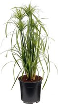 Cyperus Papyrus - Parapluplant - Ø 21 cm - Hoogte 80 cm - Winterharde Vijverplant - Voor binnen en buiten - Van der Velde Waterplanten