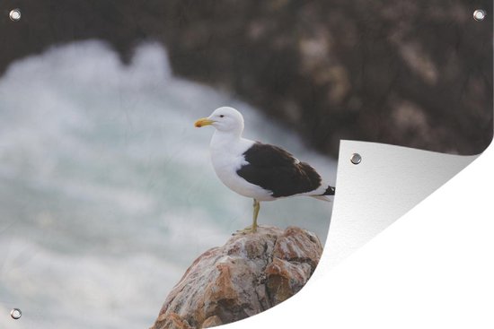 Goéland marin sur rocher 60x40 cm