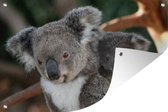 Tuindecoratie Koala's - Vader - Kind - Kinderen - Jongens - Meisjes - 60x40 cm - Tuinposter - Tuindoek - Buitenposter