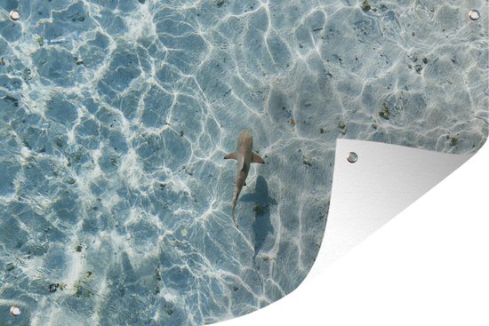 Tuindecoratie Haai in ondiep water - 60x40 cm - Tuinposter - Tuindoek - Buitenposter