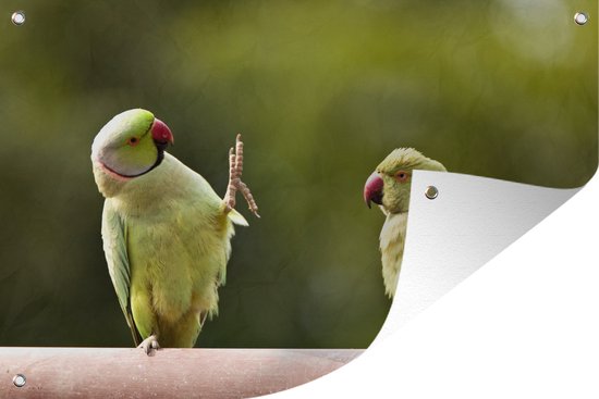 Foto: Muurdecoratie twee halsbandparkieten op een tak 180x120 cm tuinposter tuindoek buitenposter