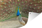 Tuindecoratie Pauwen - Vogels - Veren - 60x40 cm - Tuinposter - Tuindoek - Buitenposter