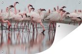Tuindecoratie Een groep lichtroze flamingo's staat in het water - 60x40 cm - Tuinposter - Tuindoek - Buitenposter