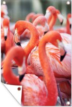 Tuinposter - Tuindoek - Tuinposters buiten - Groep flamingo's op zoek naar eten - 80x120 cm - Tuin