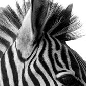 Tuinposter - Dieren / Wildlife - Zebra in grijs / zwart / wit - 120 x 120 cm.