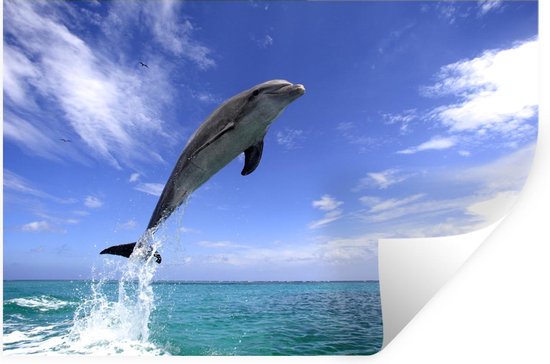 Muursticker Dolfijn - Dolfijn bij helder blauwe foto - 90x60 cm - zelfklevend... |