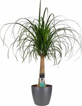 FloriaFor - Beaucarnea Recht Met Elho Brussels Antracite - - ↨ 70cm - ⌀ 21cm