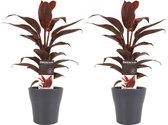 FloriaFor - Duo 2x Cordyline Mambo Met Anna Grey - - ↨ 40cm - ⌀ 12cm