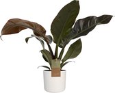 FloriaFor - Philodendron Imperial Red Feel Green Met Elho B.for Soft White - - ↨ 45cm - ⌀ 14cm