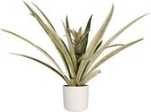 FloriaFor - Ananas Champaca Met Elho B.for Soft White - - ↨ 55cm - ⌀ 14cm