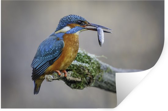 Sticker Muursticker Animal - Branche de martin-pêcheur - 120x80 cm - film adhésif autocollant - sticker mural repositionnable