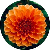 Muurcirkel Tulp - buiten en binnen - bloemen en planten - tuindecoratie - Ø 50 cm