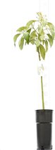 Persea americana - totale hoogte 100-120 cm - pot Ø 18 cm - Fruitbomen  - MyPalmShop
