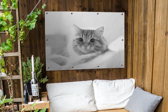 Affiche jardin - Toile Posters de jardin extérieur - Gros plan chat - noir et blanc - 120x90 cm - Jardin