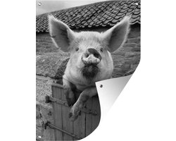 Tuin decoratie Varken in de buitenstal - zwart wit - 30x40 cm - Tuindoek - Buitenposter