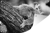 Tuinposter - Tuindoek - Tuinposters buiten - Koala - Boom - Slapen - Kinderen - Jongens - Meiden - 120x80 cm - Tuin