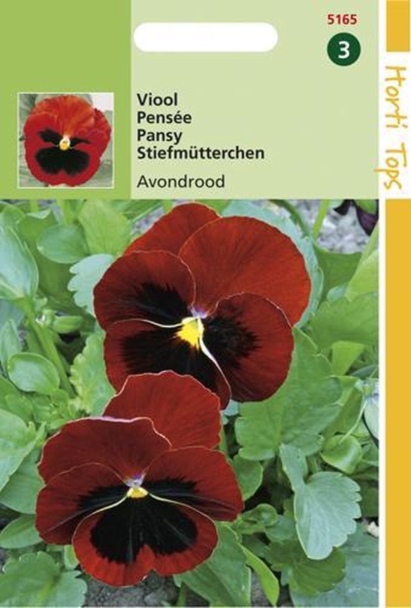 Hortitops zaden - Viool Bloemzaad - Avondrood