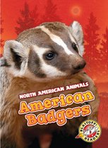 North American Animals - American Badgers