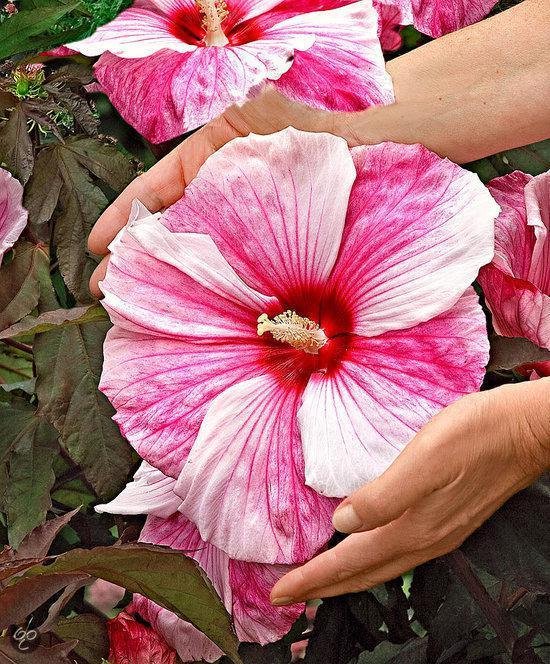 Reuzenhibiscus bol