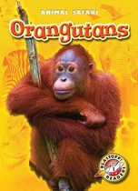 Animal Safari - Orangutans