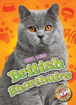 Cool Cats - British Shorthairs