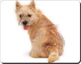 Cairn terrier Muismat