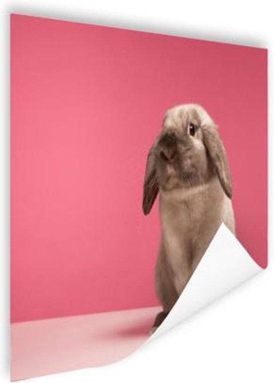 Konijnen voor roze muur Poster 90x60 cm - Foto print op Poster (wanddecoratie)