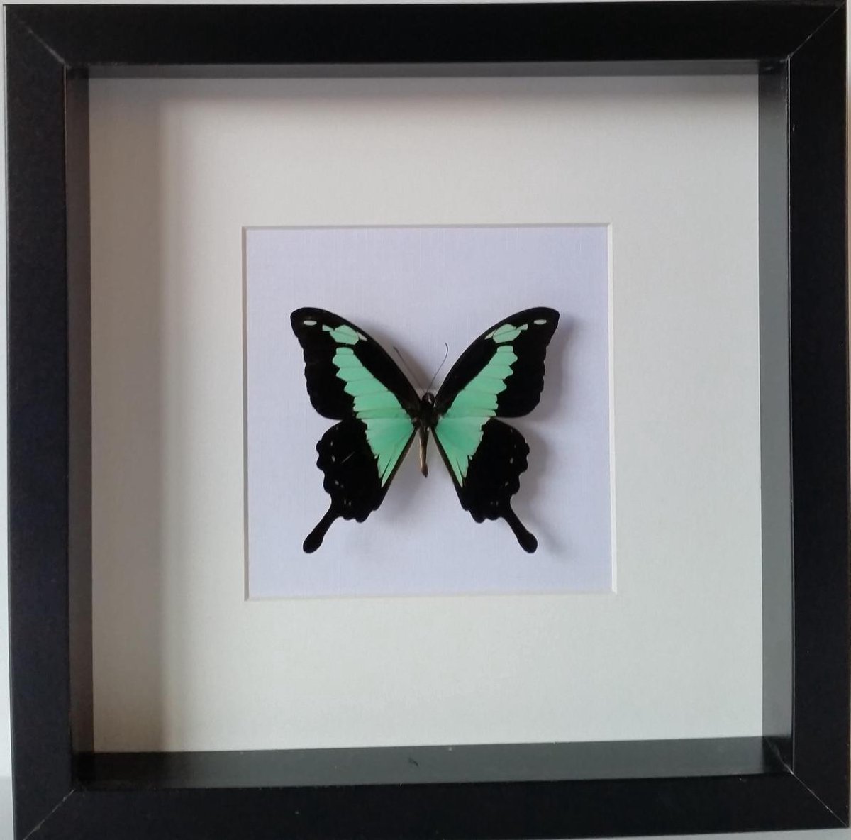DeMuseumwinkel.com Opgezette Papilio Phorcas vlinder in diepe houten lijst. zwart