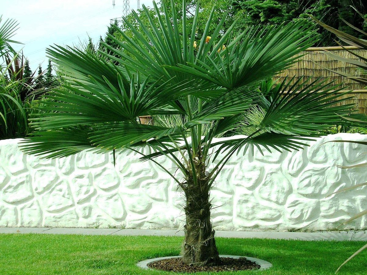 tuin palm