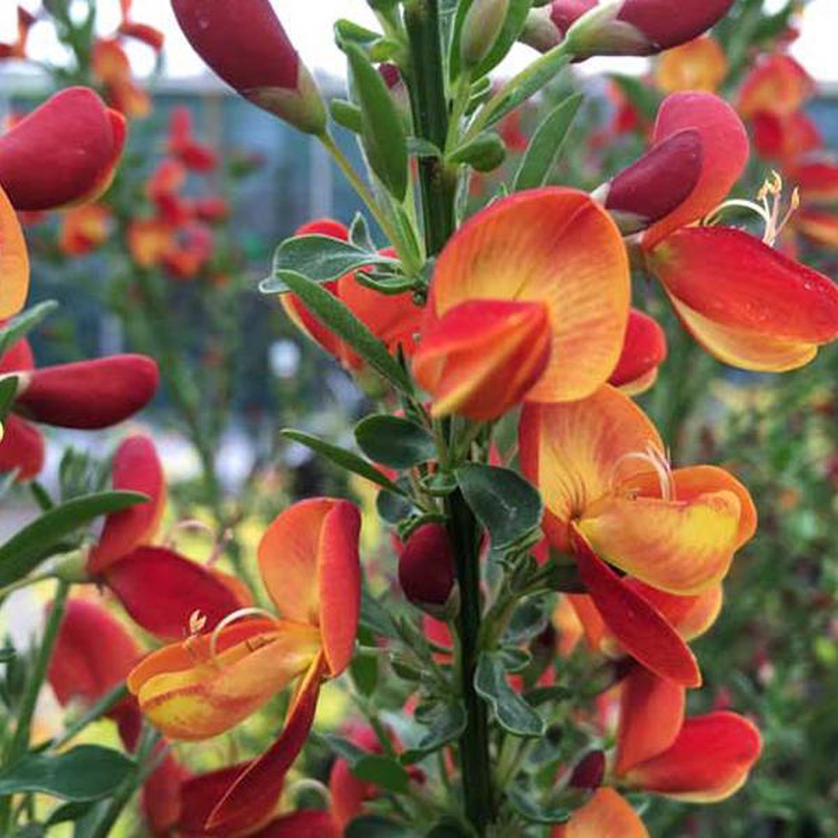 Cytisus 'Goldfinch' - Brem 40-60 cm in pot