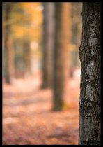 Poster Herfstboom - 50x70cm - Poster Natuur