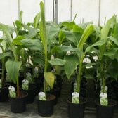 Musa basjoo - Japanse Vezelbanaan - Biologisch 50-80cm