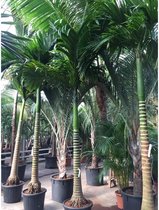 Areca catechu - Betelpalm 390-400cm - Dwergpalm