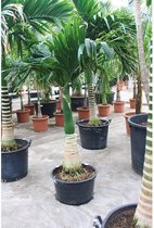 Areca catechu - Betelpalm 190-200cm