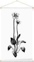 Parnassia zwart-wit (Grass of Parnassus) - Foto op Textielposter - 40 x 60 cm