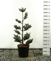 Abies fraseri Fraserspar 100-125cm Multiplateau