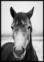 Poster Grijs Paard (zwart-wit) - 50x70cm - 250g fotopapier