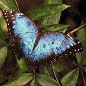 MyHobby Borduurpakket – Blauwe vlinder 40×40 cm - Aida stof 5,5 kruisjes/cm (14 count)