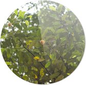 Citroen boom | Wanddecoratie | 90CM x 90CM | Schilderij | Foto op plexiglas | natuur | Landschappen