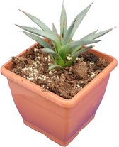 Agave utahensis - 20-30 cm - 14x14 cm pot
