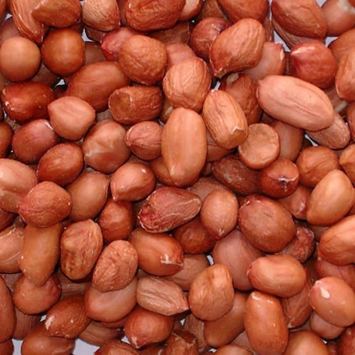 Gepelde premium pinda's olierijk 20kg (2x10kg)