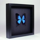 Opgezette Vlinder Blauw