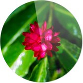 Roze bloem | Close-up | Wanddecoratie | 90CM x 90CM | Schilderij | Foto op plexiglas | natuur | Landschappen