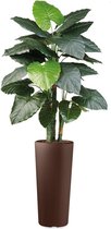 HTT - Kunstplant Philodendron in Clou rond bruin H185 cm