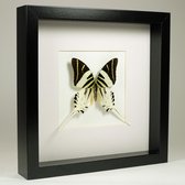 Opgezette vlinder in zwarte lijst - Graphium androcles