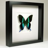 Opgezette vlinder in zwarte lijst 25x25cm - Papilio blumei