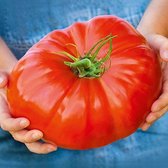 Tomaten zaden - Vleestomaat Gigantomo®F1