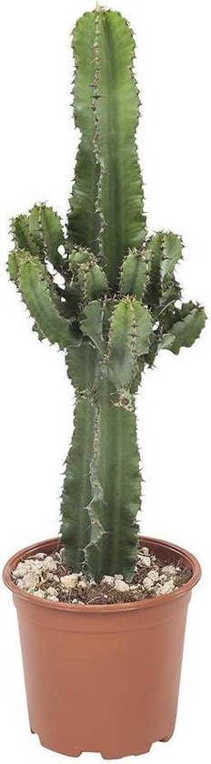 Cactus du désert - 70cm | bol.com