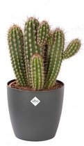 Cactus van Botanicly – Pilosocereus incl. sierpot antraciet als set – Hoogte: 50 cm – Pilosocereus Gounelii